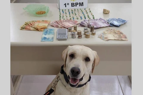 Cão 'Luna' ajuda policia a encontrar quase 200 pedras de crack em PG