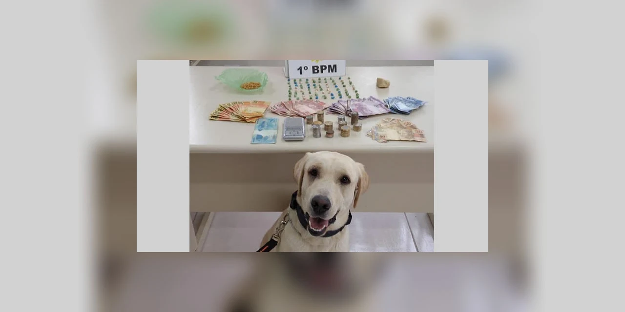 Cão 'Luna' ajuda policia a encontrar quase 200 pedras de crack em PG