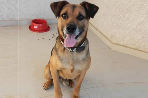 Cãozinho aguarda uma família para adoção após ser resgatado pela PRF