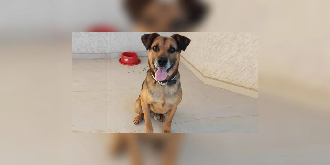 Cãozinho aguarda uma família para adoção após ser resgatado pela PRF