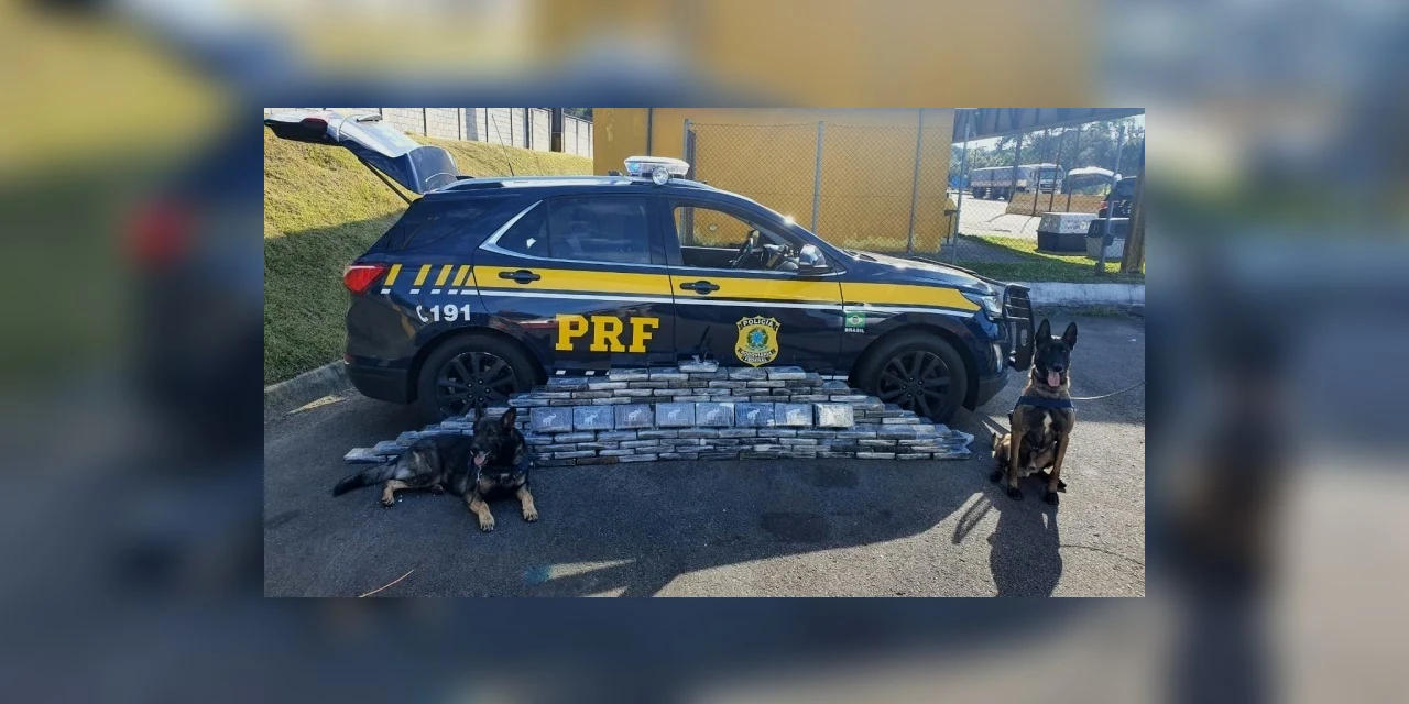 Com ajuda de cães farejadores PRF apreende quase 200 quilos de cocaína na região metropolitana de Curitiba