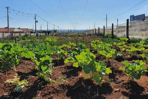 Horta Comunitária garante alimentação saudável durante pandemia em PG