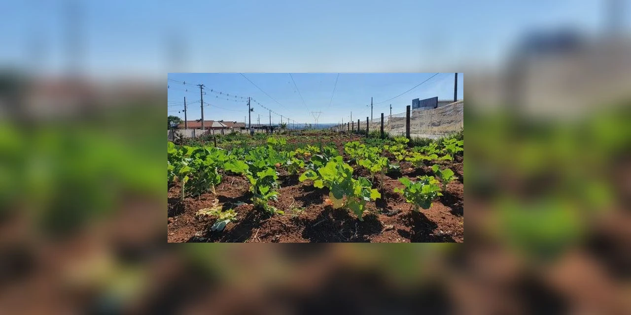 Horta Comunitária garante alimentação saudável durante pandemia em PG