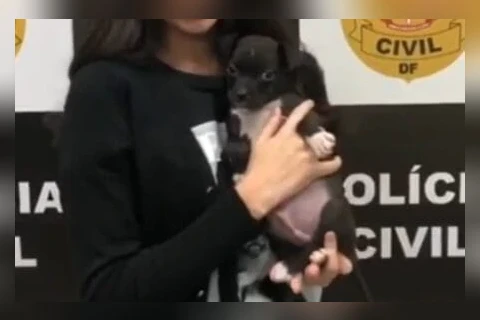 Homem faz cachorro inalar Lança-perfume e vai preso