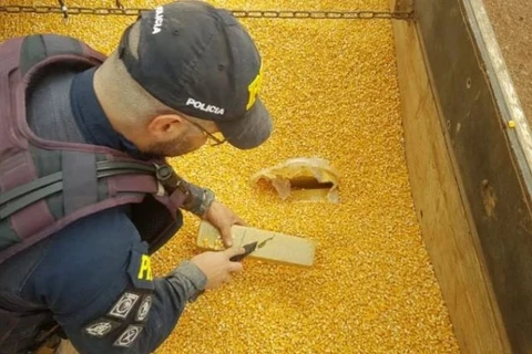 PRF encontra 11 toneladas de maconha escondida em carga de milho; Veja!