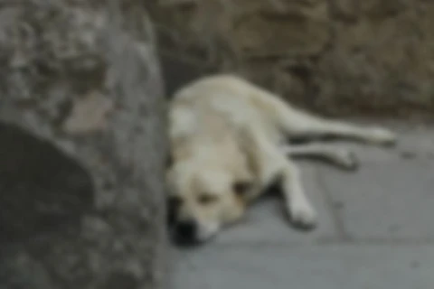 Homem que matou cadela a chutes e golpes de barra de ferro vai responder criminalmente