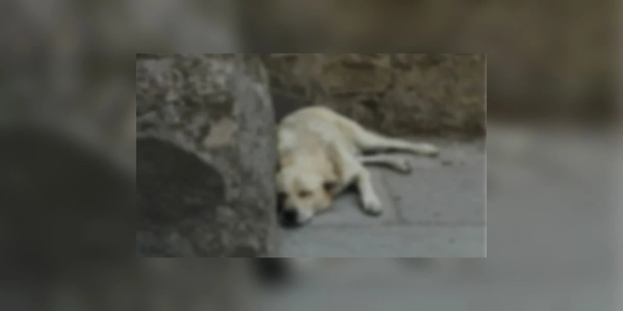 Homem que matou cadela a chutes e golpes de barra de ferro vai responder criminalmente