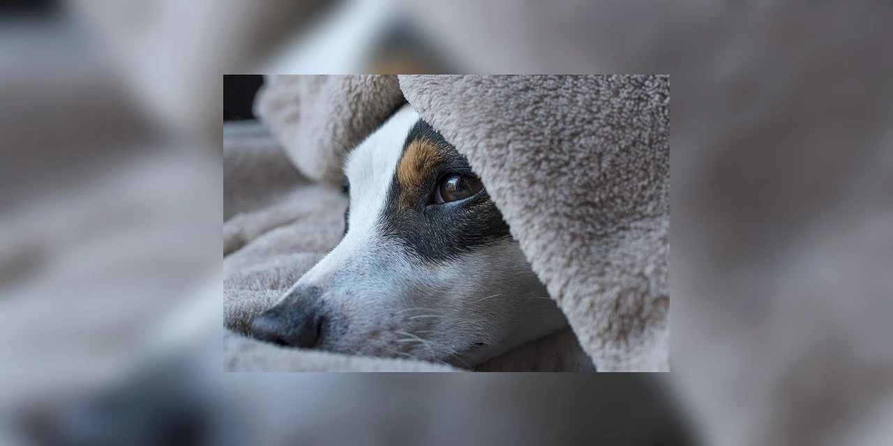 Lei que proíbe latido de cachorro é aprovada em Santa Catarina
