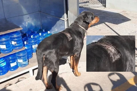 Policia civil prende bandidos que balearam cachorro para roubar em PG