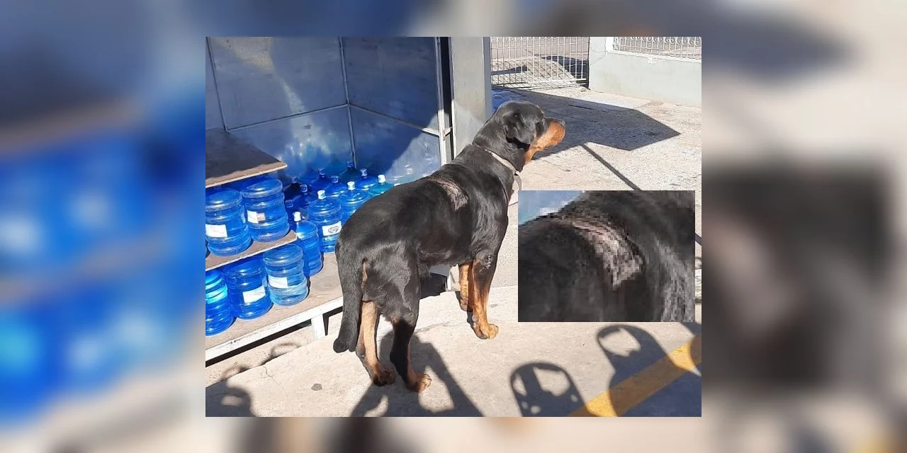 Policia civil prende bandidos que balearam cachorro para roubar em PG
