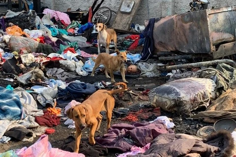 Dez cachorros morrem queimados em incêndio na capital; dois homens foram presos