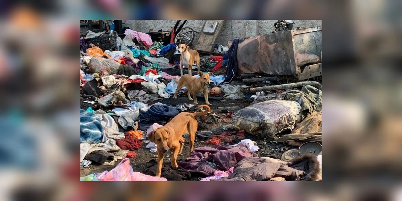 Dez cachorros morrem queimados em incêndio na capital; dois homens foram presos