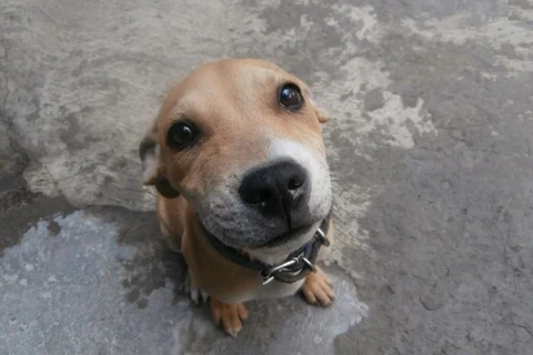 Projeto aumenta pena de reclusão até 5 anos para quem maltratar cães e gatos