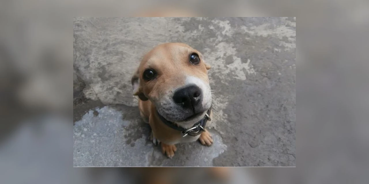 Projeto aumenta pena de reclusão até 5 anos para quem maltratar cães e gatos