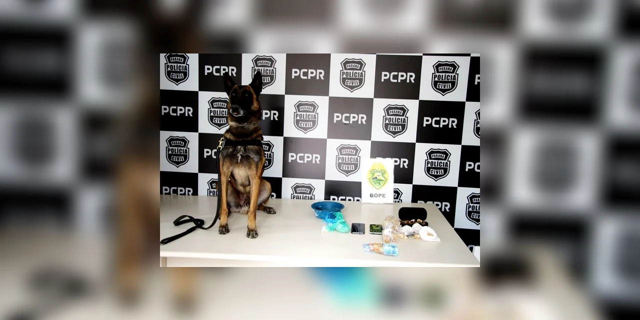 Operação da Policia Civil e PM leva para cadeia 15 envolvidos com tráfico de drogas no Paraná