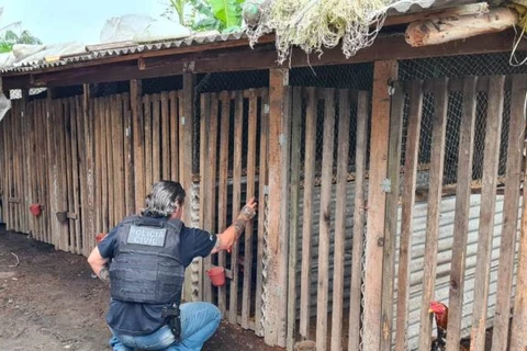 Policia Civil mira quadrilha que promove 'rinhas de galo' no Paraná e outros estados