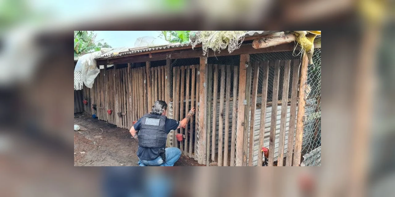Policia Civil mira quadrilha que promove 'rinhas de galo' no Paraná e outros estados