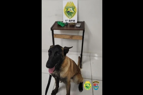 Cão 'Bolt'  ajuda PM a encontrar drogas e fechar ponto de trafico em PG