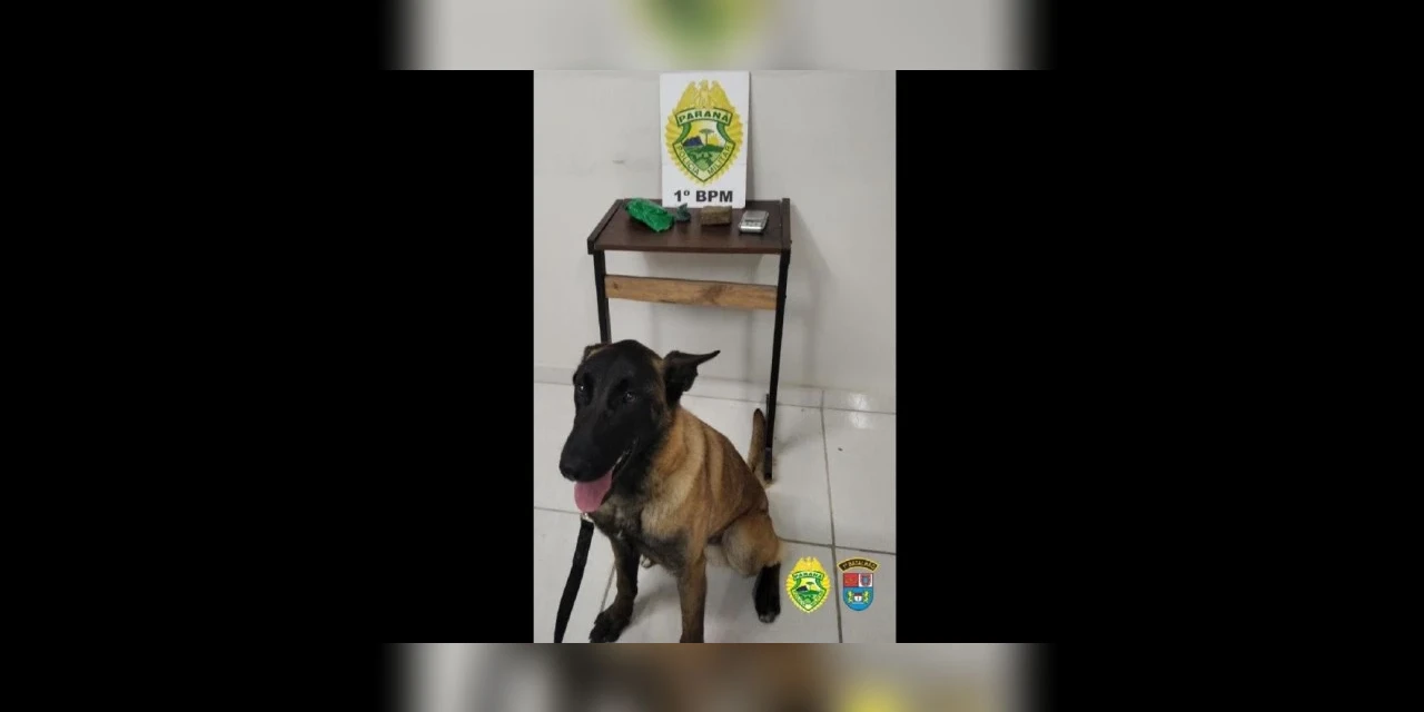 Cão 'Bolt'  ajuda PM a encontrar drogas e fechar ponto de trafico em PG