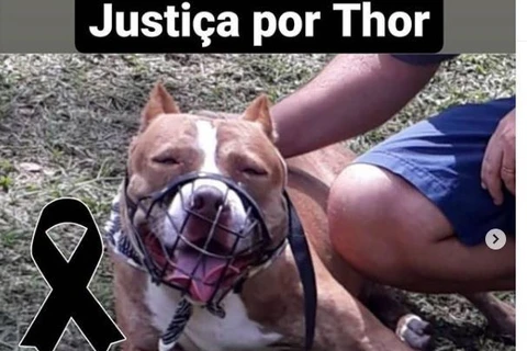 Pitbull é morto a tiros e dono baleado no RJ; caso gerou comoção nas redes sociais