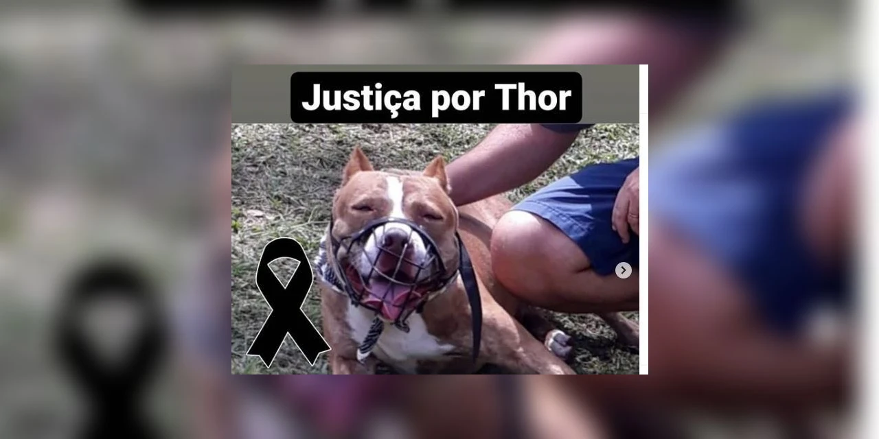 Pitbull é morto a tiros e dono baleado no RJ; caso gerou comoção nas redes sociais