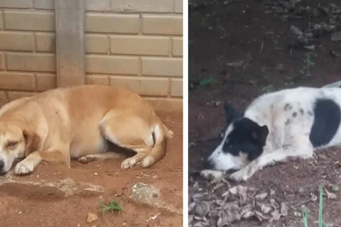 Cães são envenenados e atingidos por tiros de espingarda de pressão