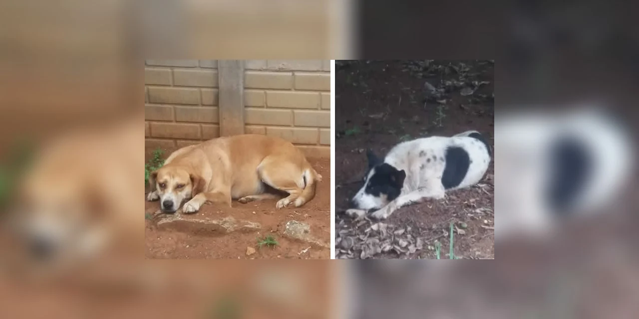 Cães são envenenados e atingidos por tiros de espingarda de pressão