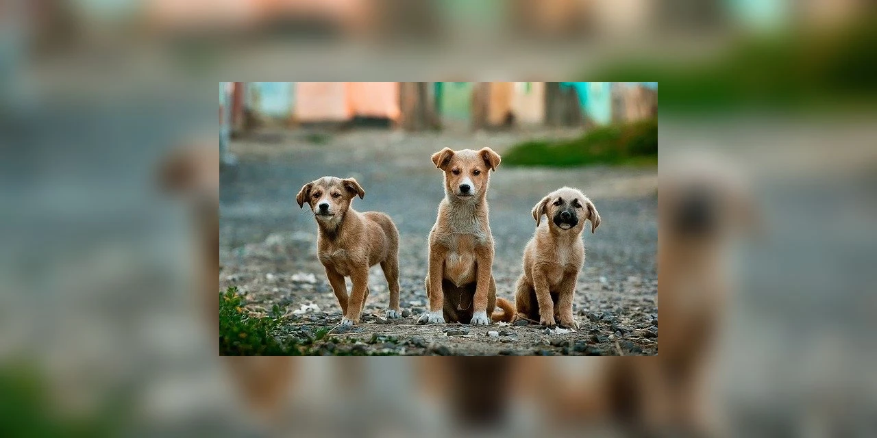 Ponta Grossa é vencedora do premio "Cidade Amiga dos Animais"