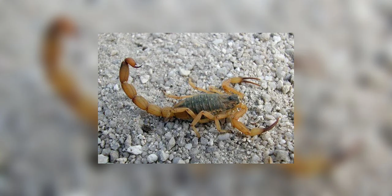 Criança de 4 anos morre após picada de escorpião em Maringá