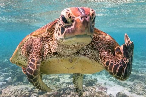 Tartaruga mal-educada "mostra" dedo do meio e ganha prêmio de fotografia