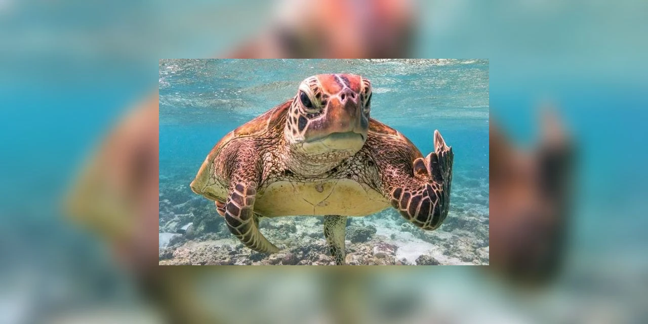 Tartaruga mal-educada "mostra" dedo do meio e ganha prêmio de fotografia