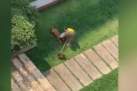 Vídeo mostra homem enforcando cachorro em bairro nobre de Curitiba