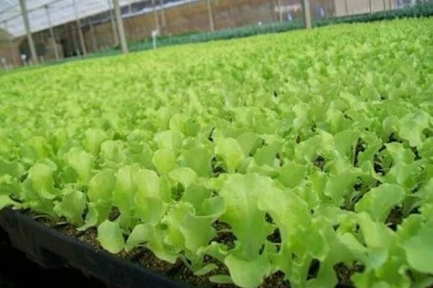 Mais de 220 mil mudas de hortaliças são entregues para a população em 2020