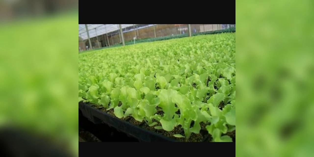 Mais de 220 mil mudas de hortaliças são entregues para a população em 2020