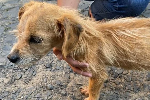 Mulher é presa em PG por maus-tratos a animais; assista!