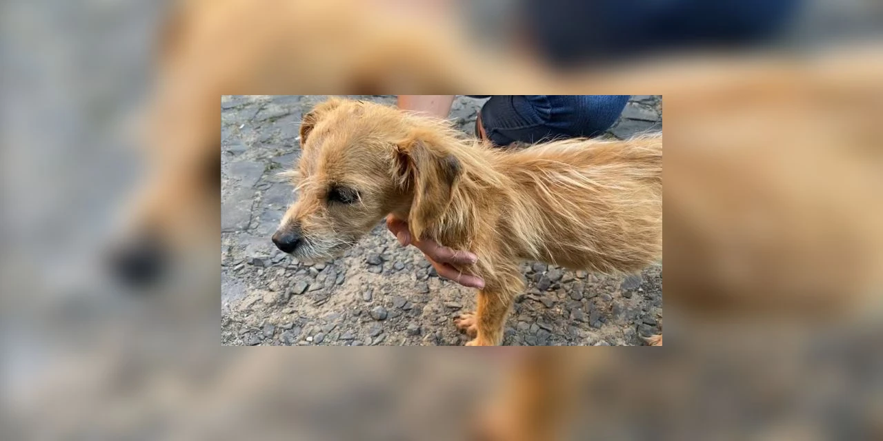 Mulher é presa em PG por maus-tratos a animais; assista!