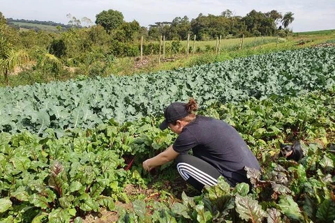 Prefeitura inicia cadastro de produtores rurais para o Programa Feira Verde