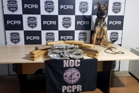 Cães farejadores da Policia Civil encontram 107 quilos de drogas durante operação
