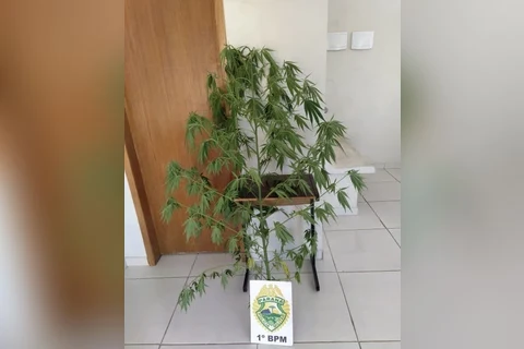 Pé de maconha é encontrado em terreno baldio, em Uvaranas