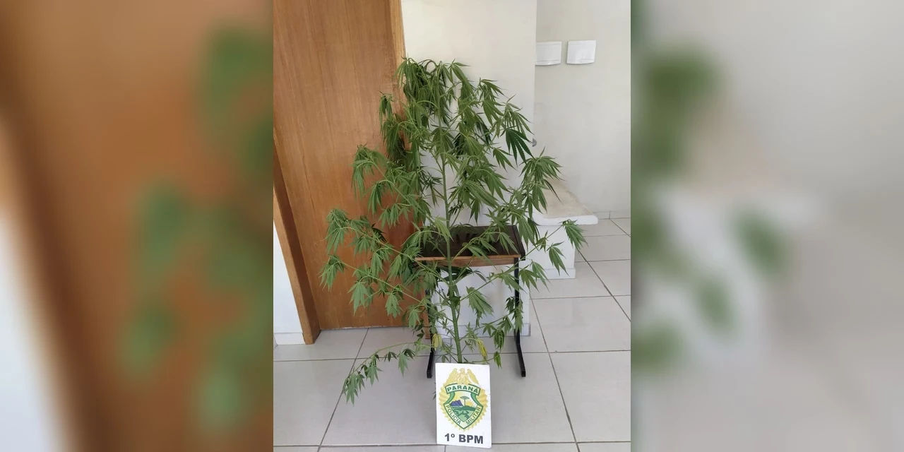 Pé de maconha é encontrado em terreno baldio, em Uvaranas