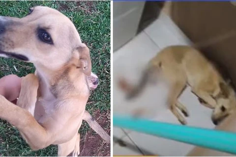 Polícia investiga morte de cadela com sinais de violência sexual em PG