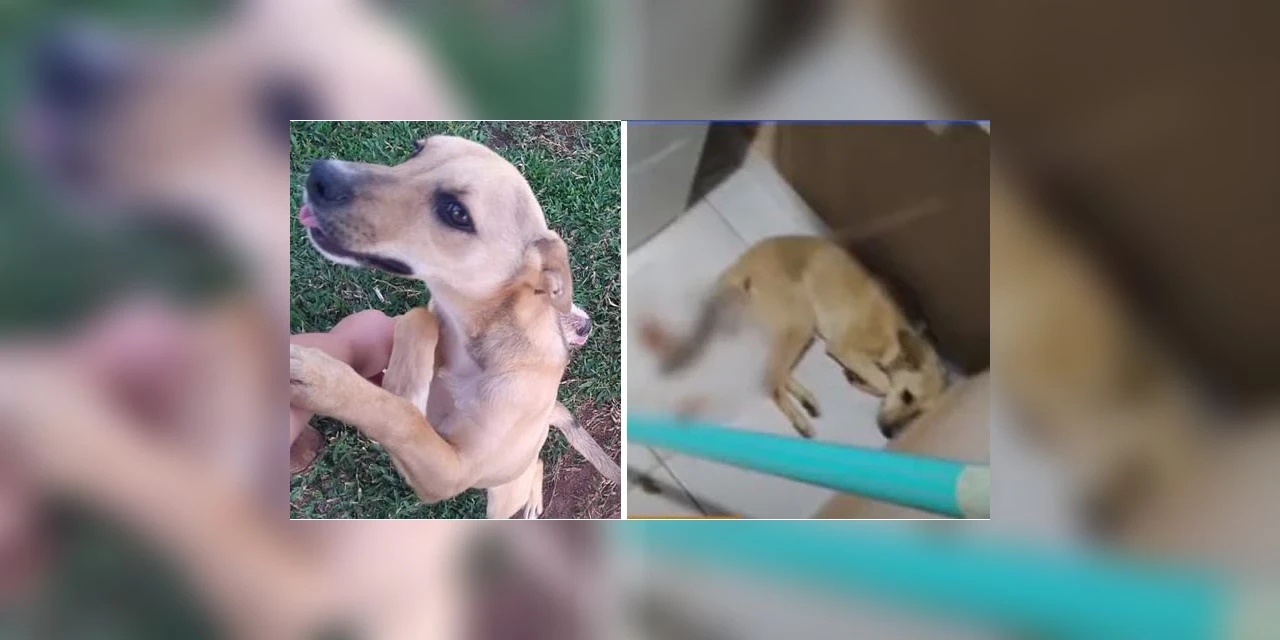 Polícia investiga morte de cadela com sinais de violência sexual em PG