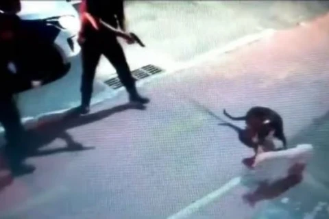 Agente da Guarda Municipal atira em cachorro no Espírito Santo; assista!