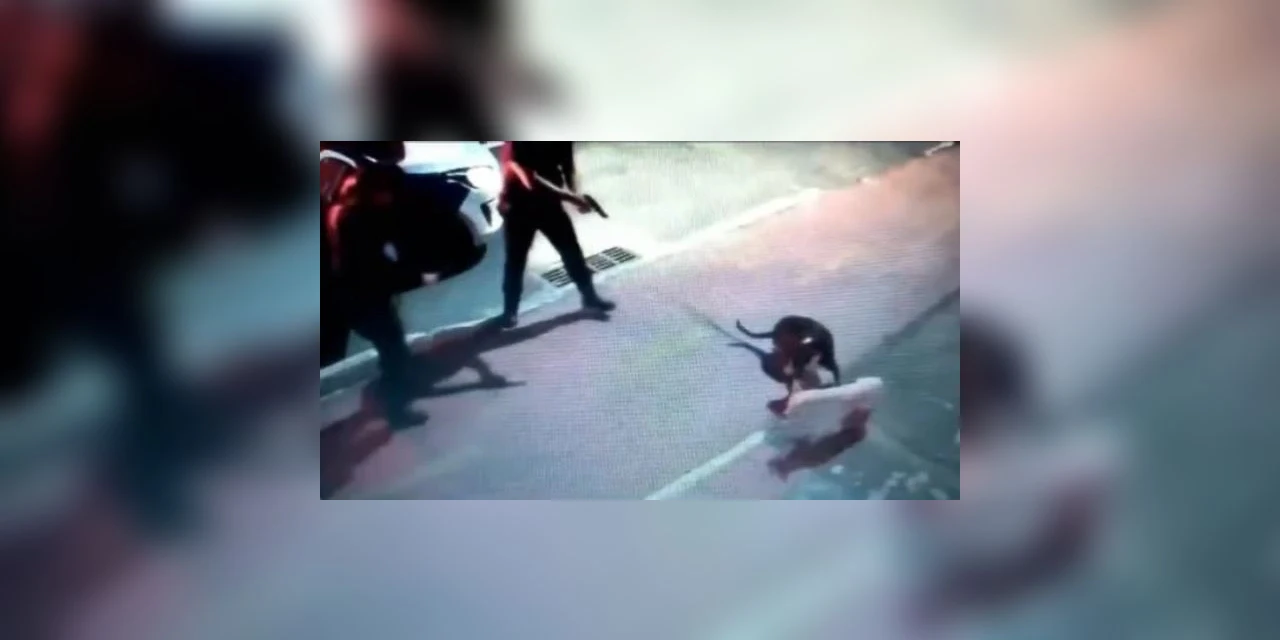Agente da Guarda Municipal atira em cachorro no Espírito Santo; assista!