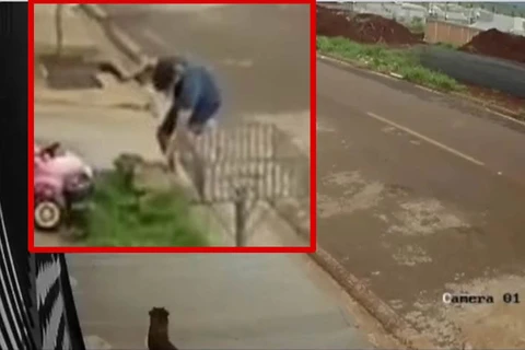 Delegado indicia individuo flagrado espancando cachorro no interior do Paraná; assista!