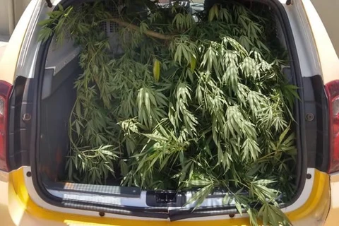 PM encontra plantação de maconha em Uvaranas