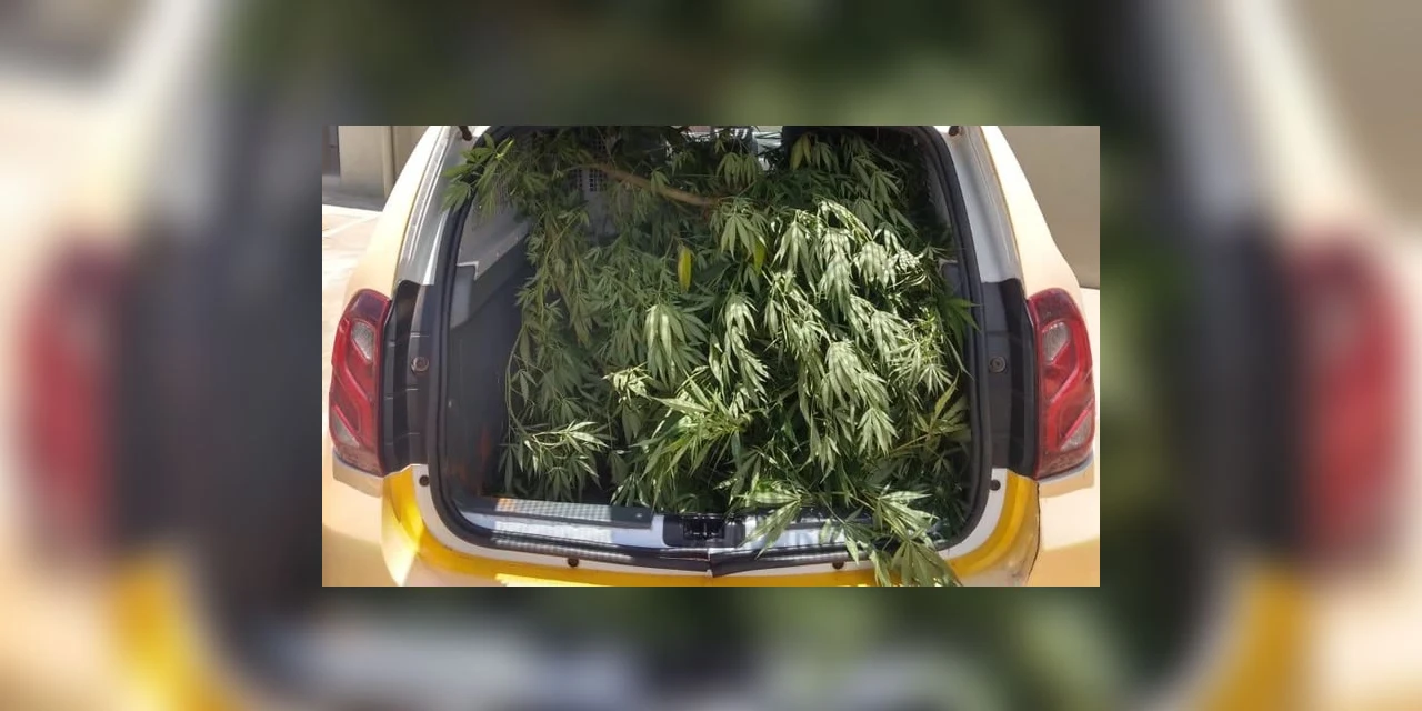 PM encontra plantação de maconha em Uvaranas