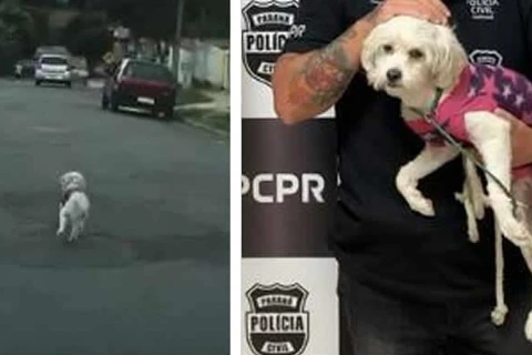 Cãozinho corre atrás de veiculo depois de ser abandonado pelo dono em Curitiba; Assista!