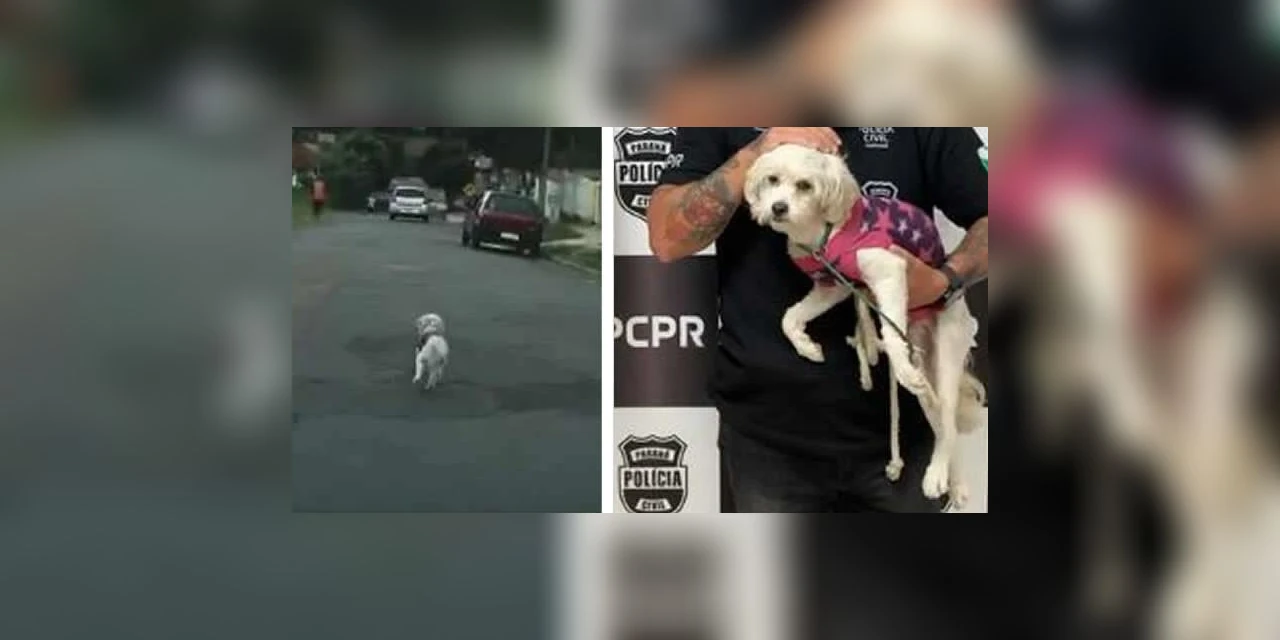 Cãozinho corre atrás de veiculo depois de ser abandonado pelo dono em Curitiba; Assista!