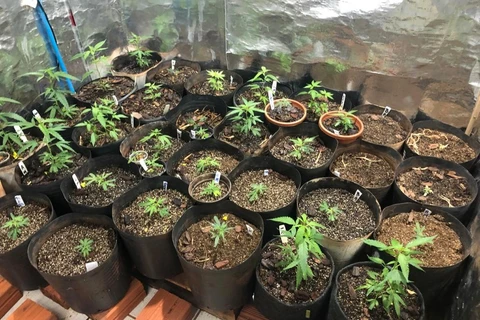 Policia Civil encontra cultivo de mais de 80 tipos de maconha no Paraná